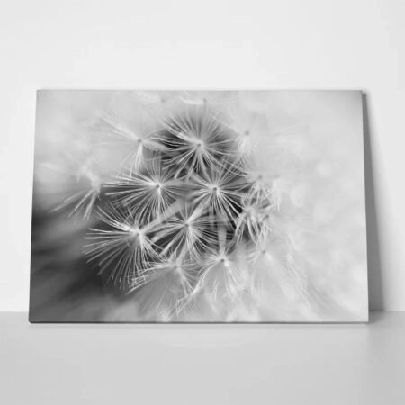 Πινακας σε καμβά BLACK AND WHITE DANDELION MACRO - Dandelion