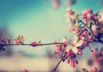 Πινακας σε καμβά BLOSSOM FLOWER