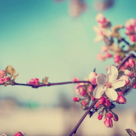 Πινακας σε καμβά BLOSSOM FLOWER - Floral - Λουλουδια Sticky 4