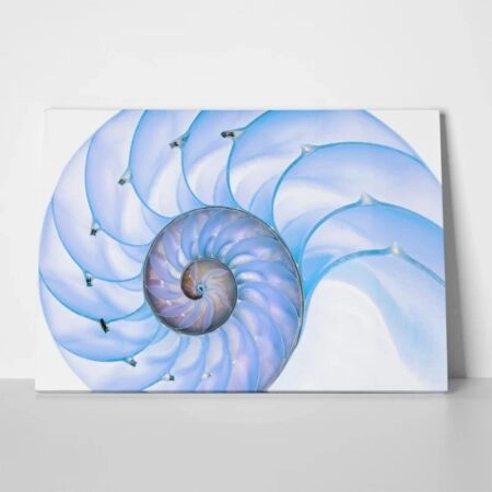Πινακας σε καμβά BLUE SHELL MACRO PHOTOGRAPH
