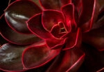 Πινακας σε καμβά CLOSEUP SUCCULENT ECHEVERIA