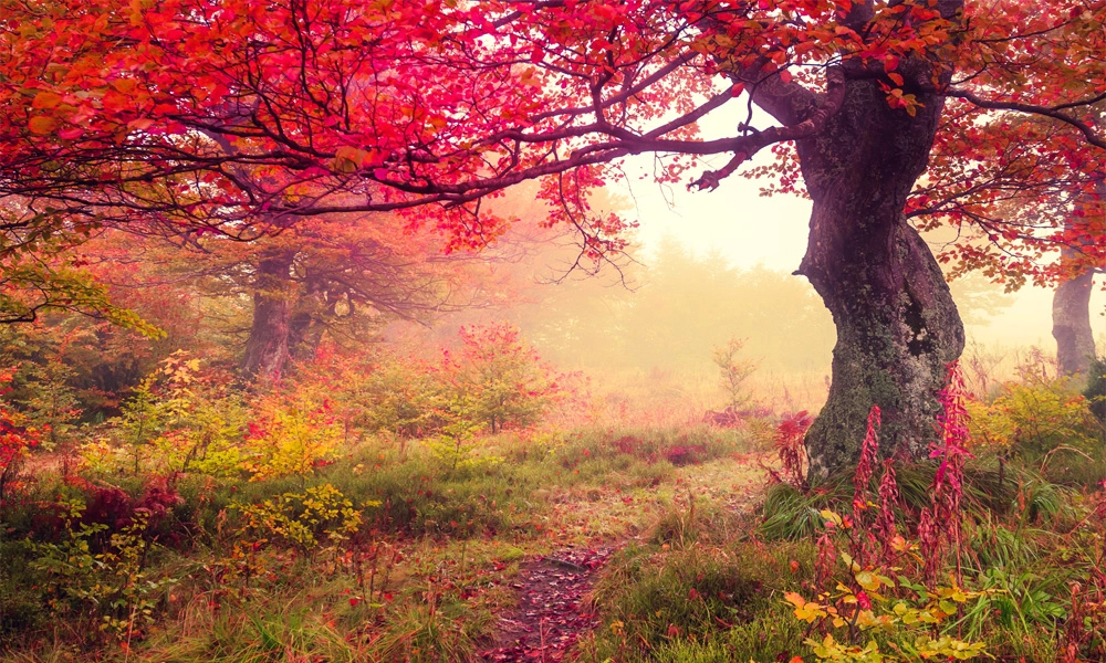 crop image
