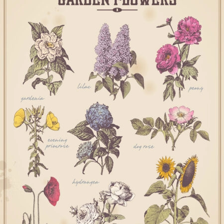 Πινακας σε καμβά OLD FASHIONED FLOWERS - Botanical - Φυτα Sticky 4