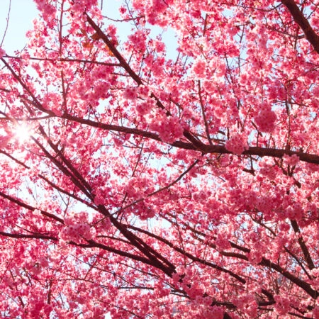 Πινακας σε καμβά PINK BLOSSOM - Ανθη Δεντρων Sticky 4