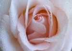 Πινακας σε καμβά PINK ROSE SWIRLS