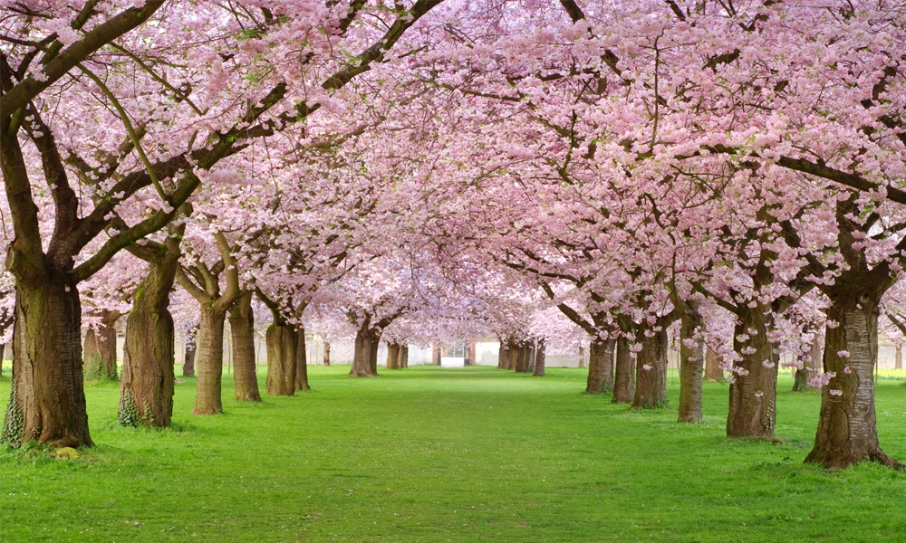 crop image