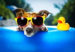 Πινακας σε καμβά SUMMER DOG