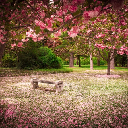 Πινακας σε καμβά TRANQUIL PARK 1 - Ανθη Δεντρων Sticky 4