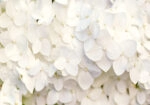Πινακας σε καμβά WHITE HYDRANGEA FLORAL BACKGROUND