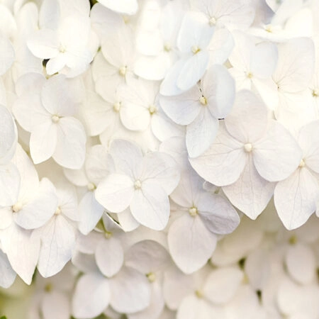 Πινακας σε καμβά WHITE HYDRANGEA FLORAL BACKGROUND - Floral - Λουλουδια Sticky 4