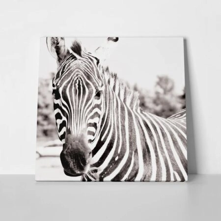 Πίνακας ZEBRA