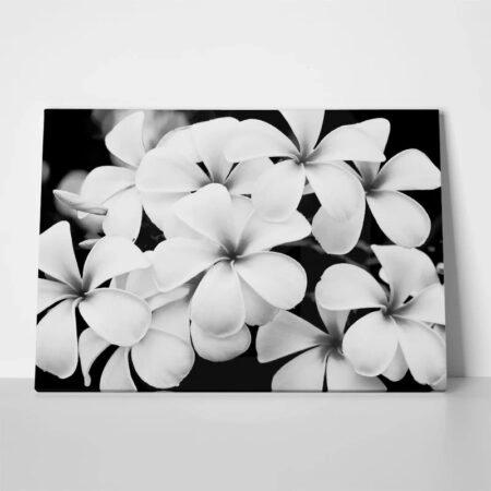 Πινακας σε καμβά BLACK AND WHITE FLOWERS - Floral - Λουλουδια