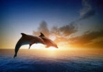 Πινακας σε καμβά JUMPING DOLPHINS