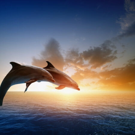 Πινακας σε καμβά JUMPING DOLPHINS - Ψαρια - Ζωα της θαλασσας Sticky 4