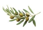 Πινακας σε καμβά OLIVE BRANCH