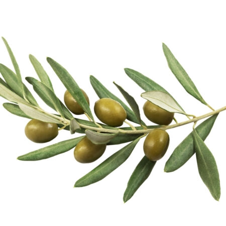 Πινακας σε καμβά OLIVE BRANCH - Botanical - Φυτα Sticky 4