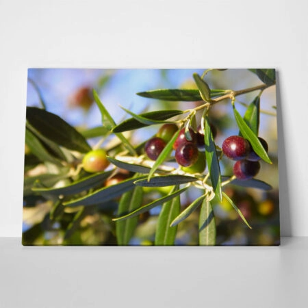 Πινακας σε καμβά OLIVES - Botanical - Φυτα