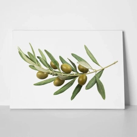 Πινακας σε καμβά OLIVE BRANCH - Botanical - Φυτα