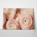 Πινακας σε καμβά RANUNCULUS PERSIAN BUTTERCUP