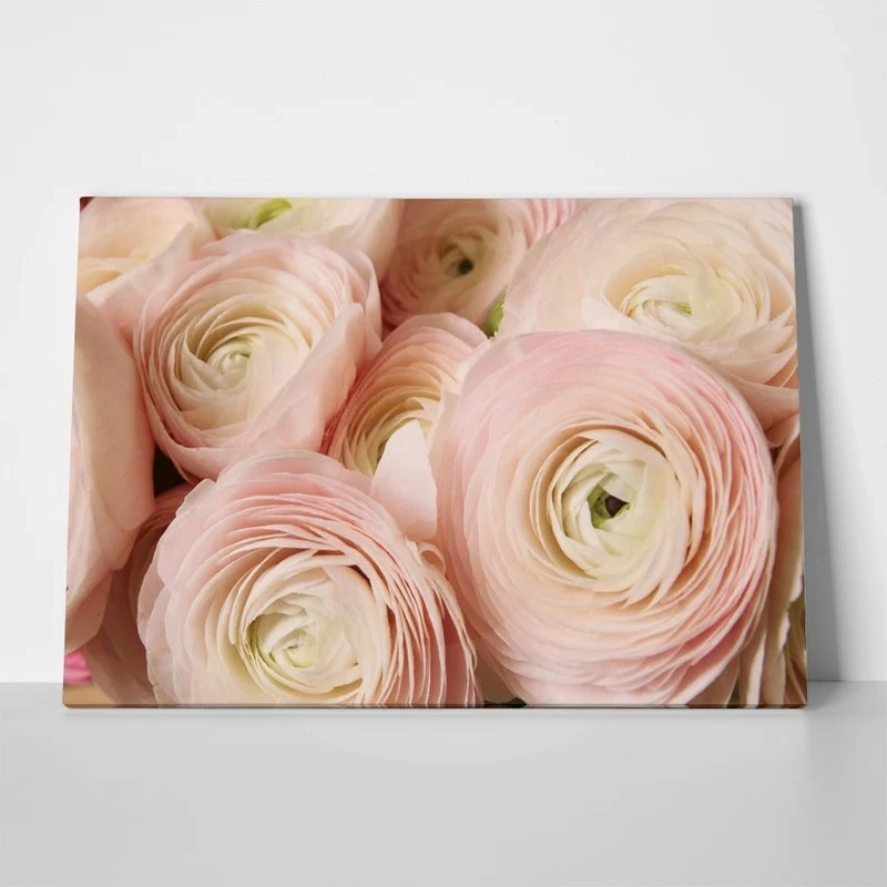 Πινακας σε καμβά RANUNCULUS PERSIAN BUTTERCUP