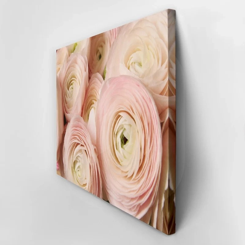 Πινακας σε καμβά RANUNCULUS PERSIAN BUTTERCUP