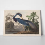 Πινακας σε καμβά AUDUBON - LOUISIANA HERON
