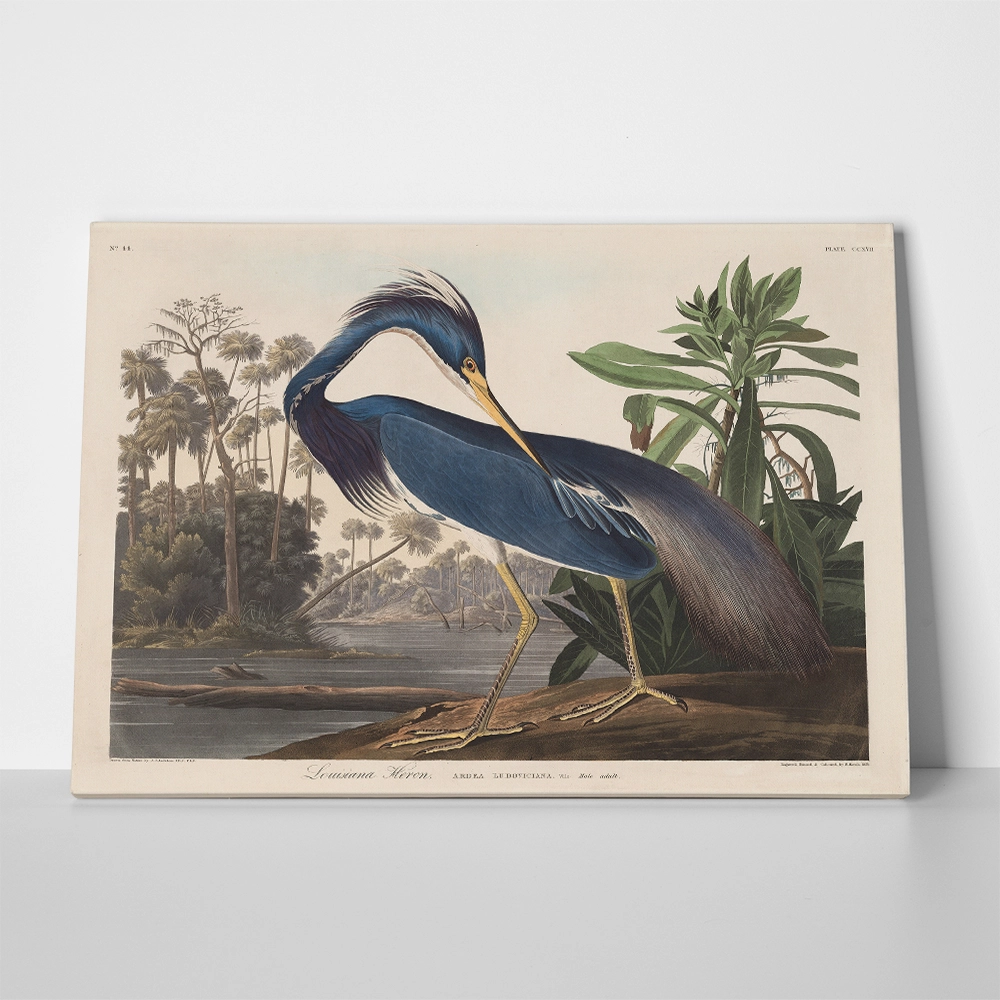 Πινακας σε καμβά AUDUBON - LOUISIANA HERON