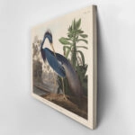 Πινακας σε καμβά AUDUBON - LOUISIANA HERON