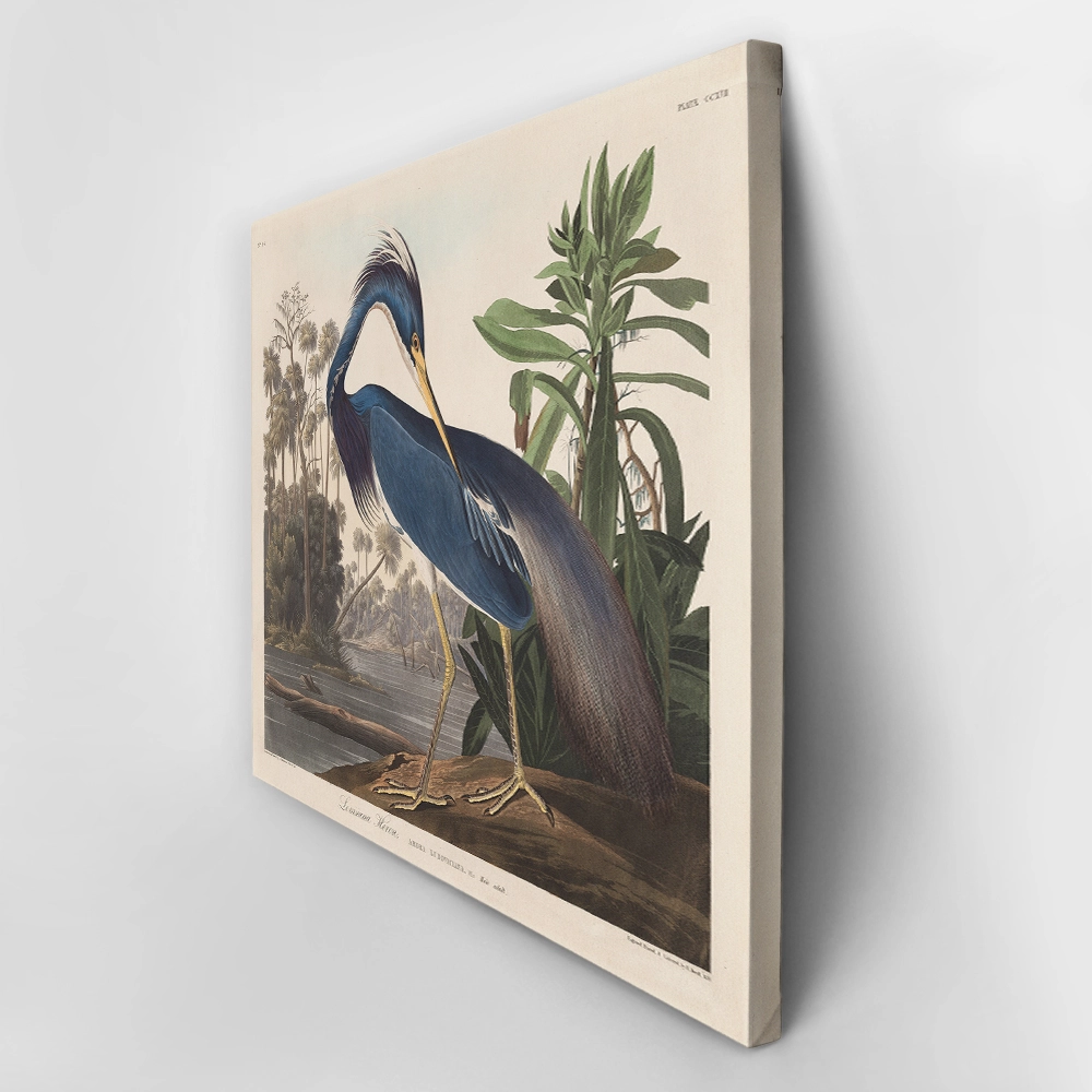 Πινακας σε καμβά AUDUBON - LOUISIANA HERON