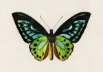 Πινακας σε καμβά GREEN BIRDWING BUTTERFLY