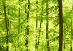 Πινακας σε καμβά GREEN FOREST