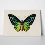 Πινακας σε καμβά GREEN BIRDWING BUTTERFLY