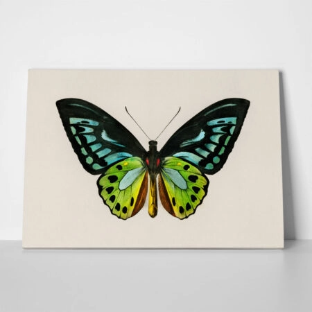 Πινακας σε καμβά GREEN BIRDWING BUTTERFLY - Πεταλουδες Sticky 1