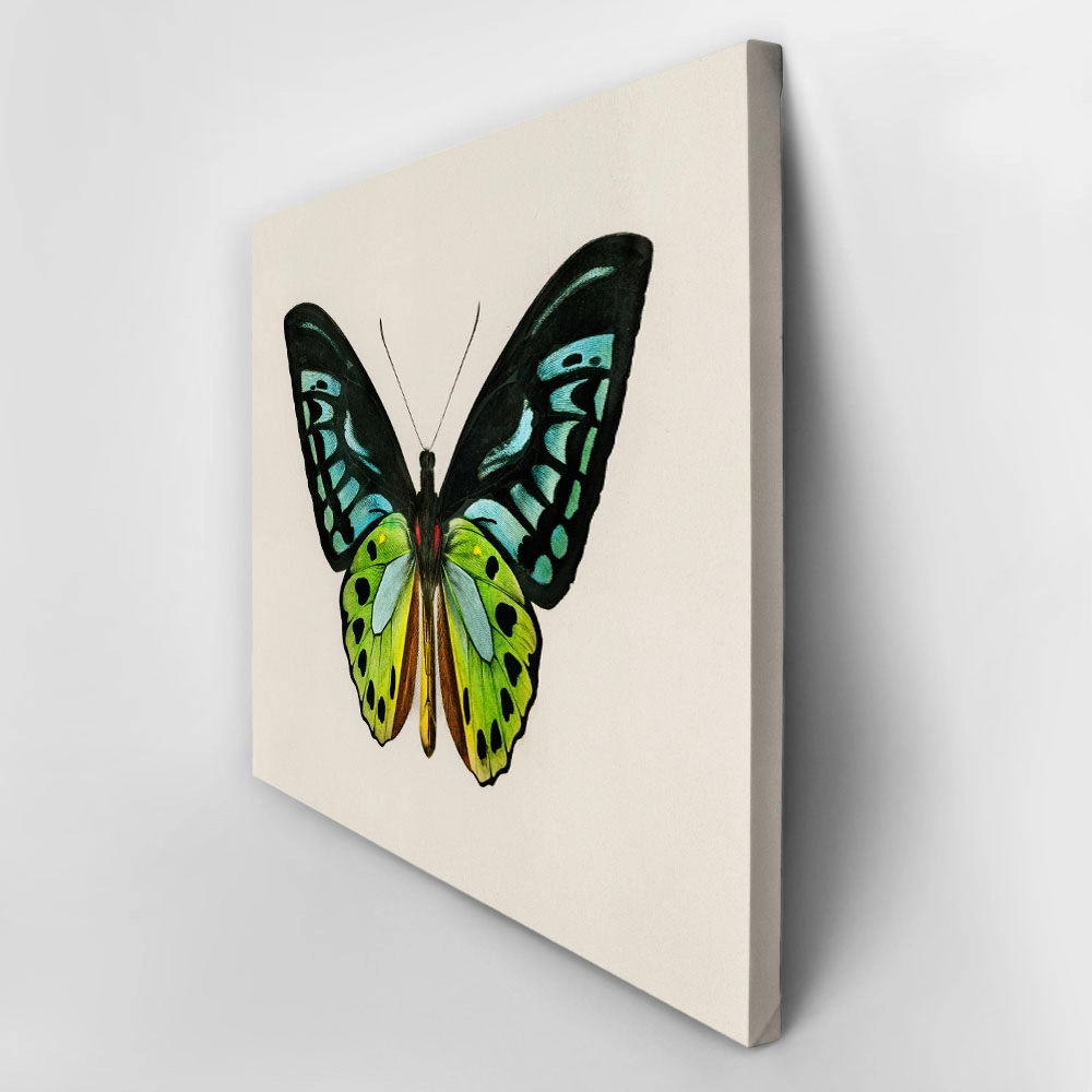 Πινακας σε καμβά GREEN BIRDWING BUTTERFLY