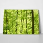 Πινακας σε καμβά GREEN FOREST