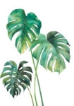 Πινακας σε καμβά MONSTERA LEAVES