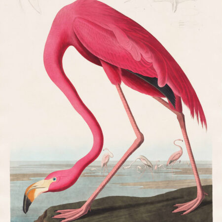Πινακας σε καμβά PINK FLAMINGO - Αλλοι ζωγραφοι Sticky 5