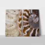 Σετ Δίπτυχος Πινακας σε καμβά AMMONITE