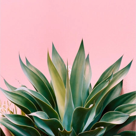 Πόστερ ALOE ON PINK BG - Botanical - Λουλούδια Sticky 2