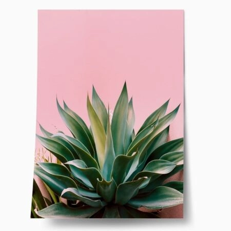 Πόστερ ALOE ON PINK BG - Botanical - Λουλούδια Sticky 1