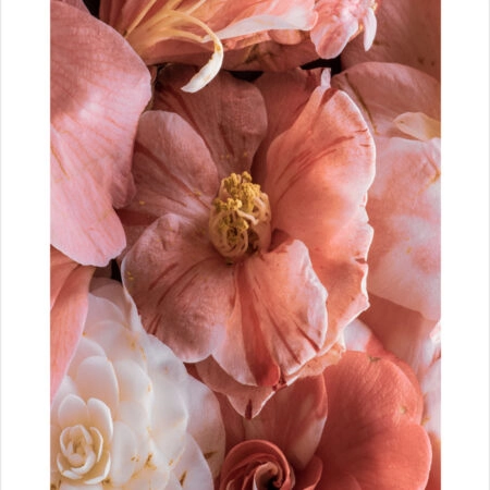 Πόστερ CAMELLIA BLOSSOM - Botanical - Λουλούδια Sticky 2