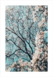 Πόστερ CHERRY BLOSSOM