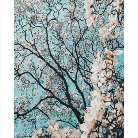 Πόστερ CHERRY BLOSSOM - Botanical - Λουλούδια Sticky 2