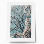 Πόστερ CHERRY BLOSSOM