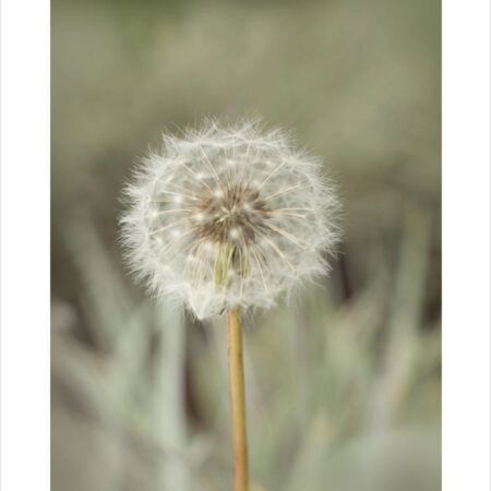 Πόστερ DANDELION - Τοπια - Φυση Sticky 2