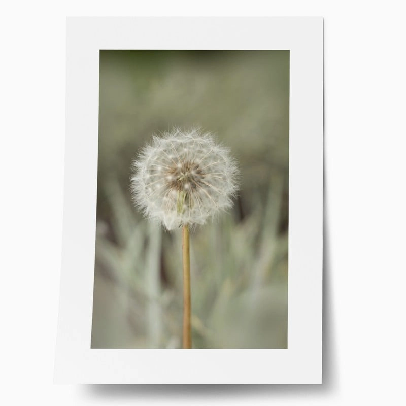 Πόστερ DANDELION