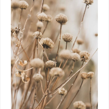 Πόστερ DRIED FLOWERS IN WINTER - Τοπια - Φυση Sticky 2