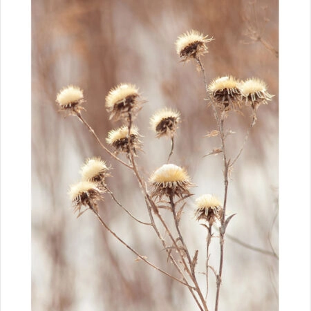 Πόστερ DRY PLANTS - Botanical - Λουλούδια Sticky 2