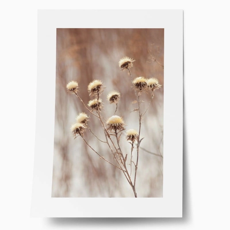 Πόστερ DRY PLANTS