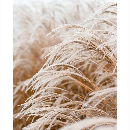 Πόστερ FROSTED GRASS - Τοπια - Φυση Sticky 8